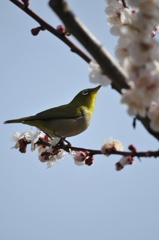 梅とメジロ3