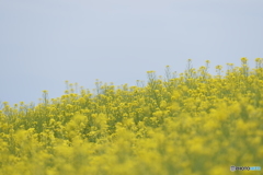 淡路花さじき