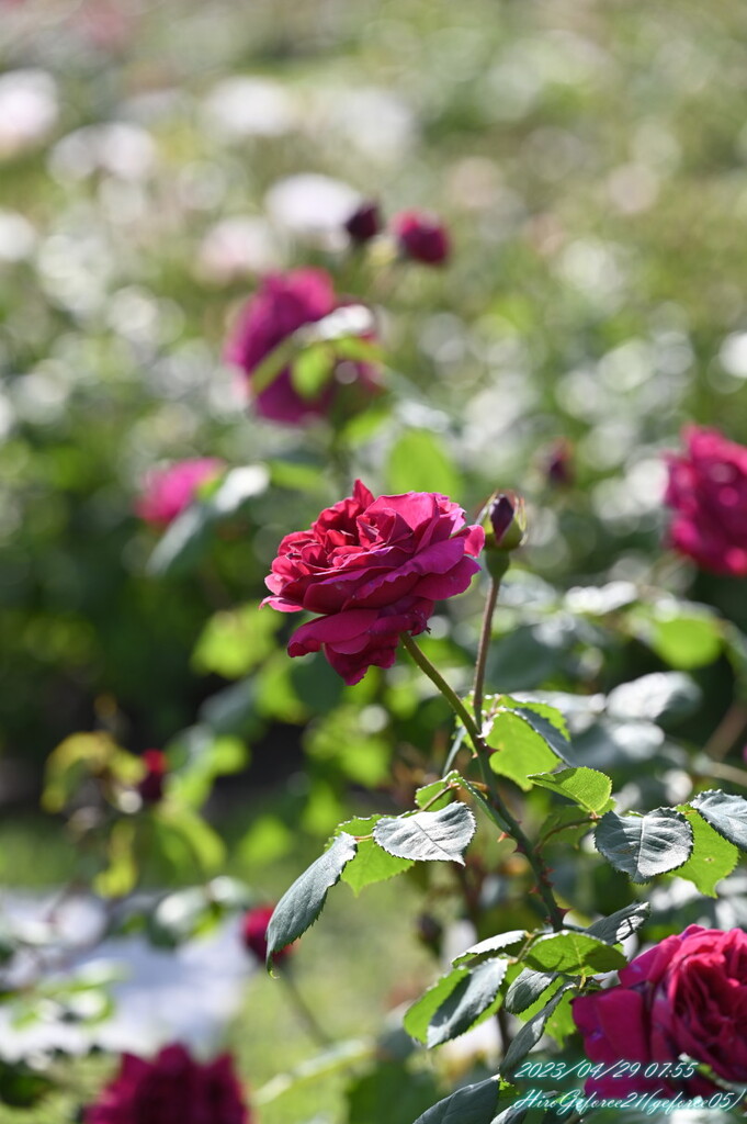 2023薔薇5