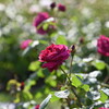 2023薔薇5