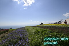2020あわじ花さじき4