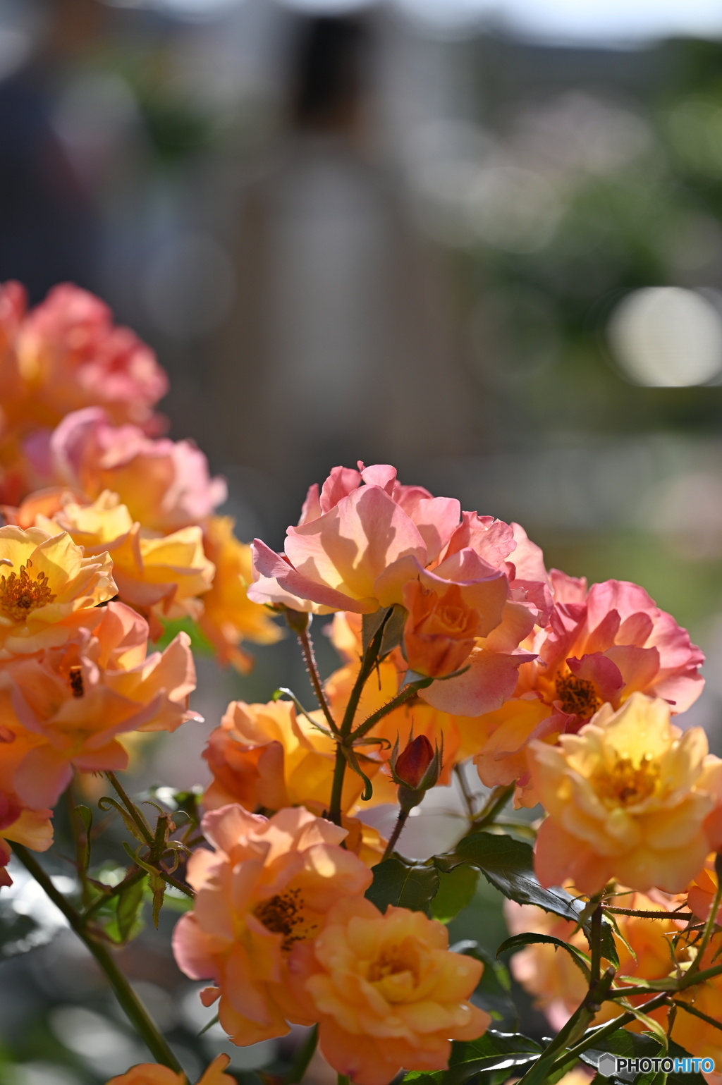 2023薔薇3