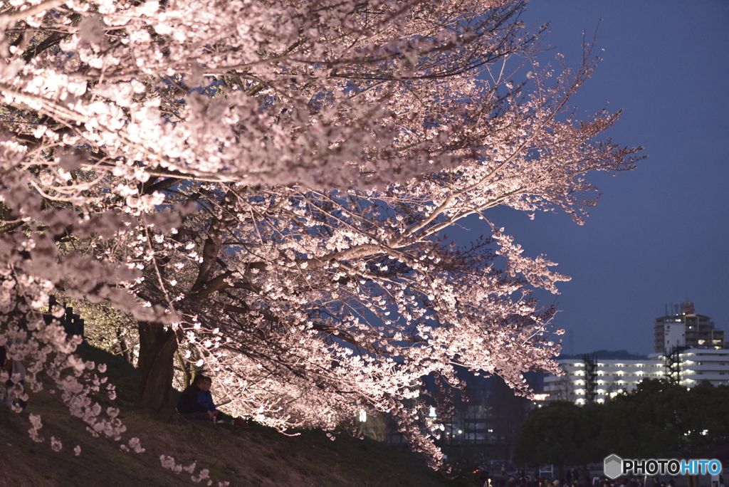 夜桜4