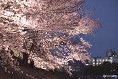 夜桜4