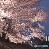 夜桜4