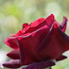 2023薔薇9