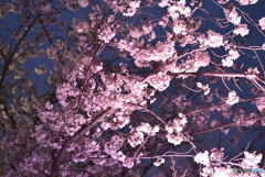 夜桜3