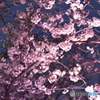 夜桜3