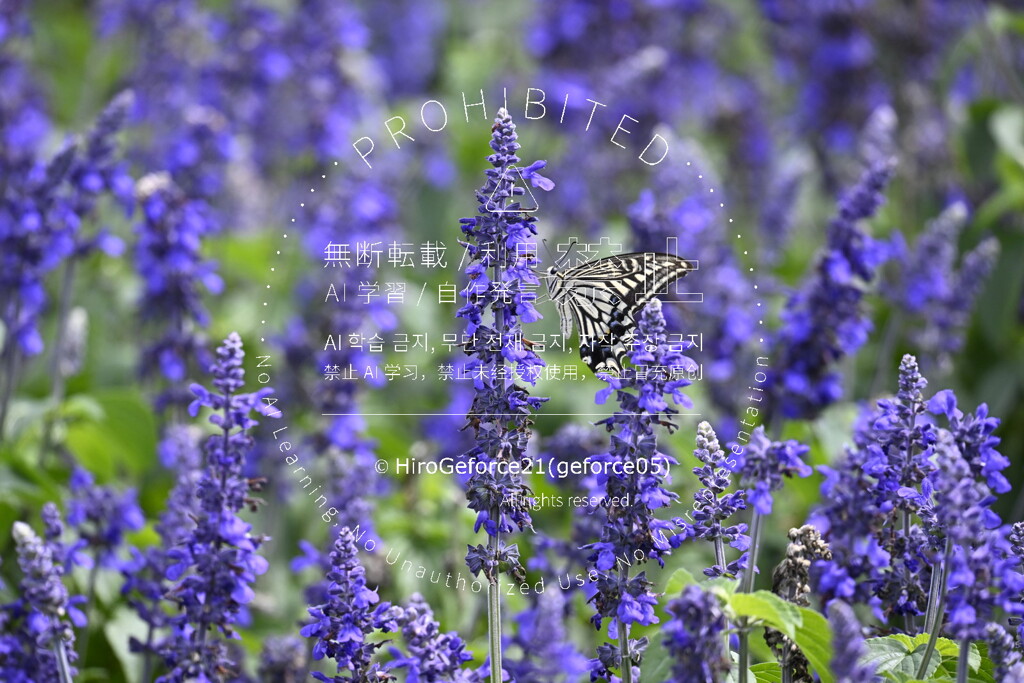 アゲハ蝶