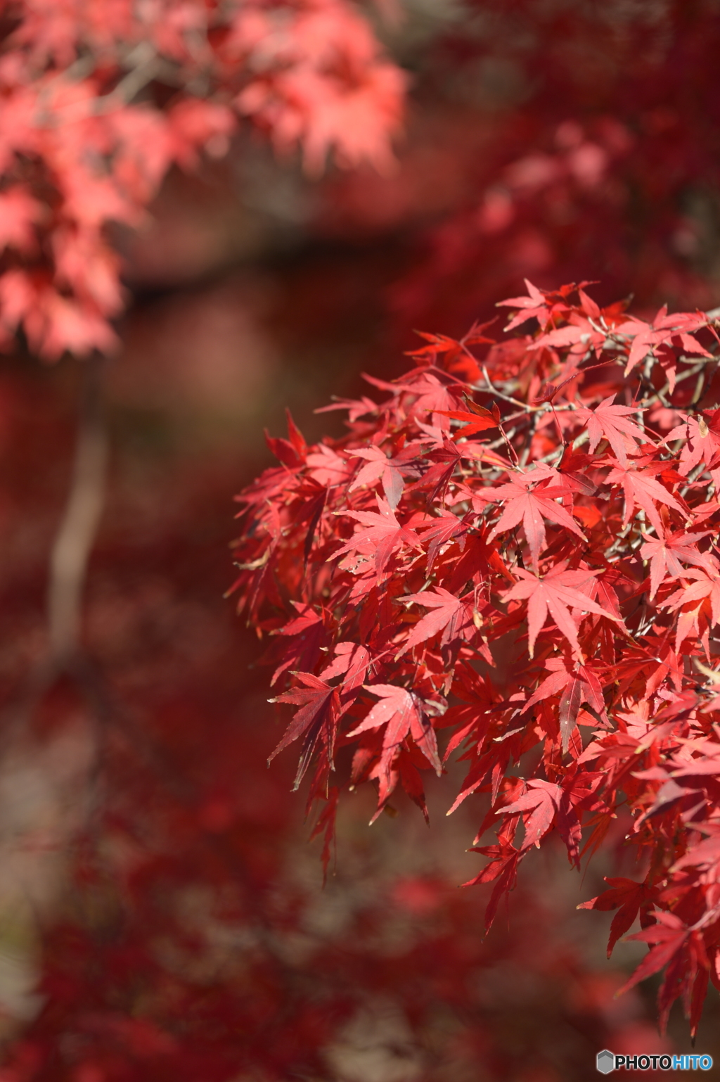 2019大覚寺6