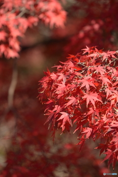 2019大覚寺6