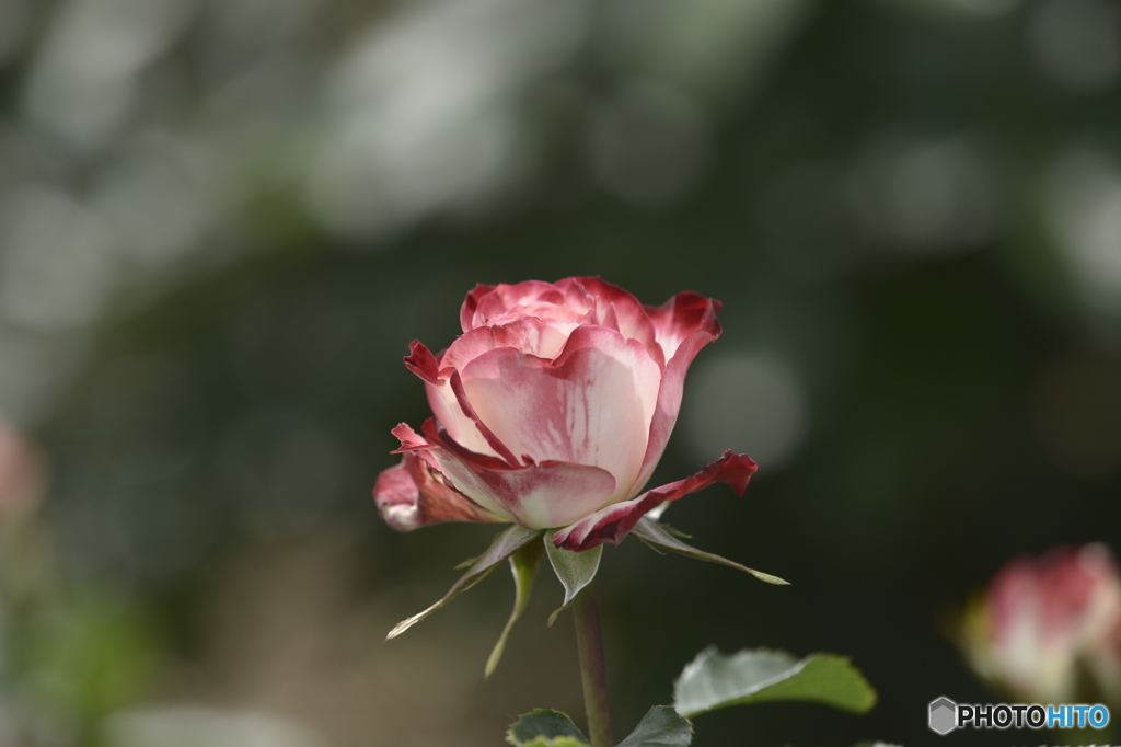 春の薔薇3