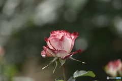 春の薔薇3