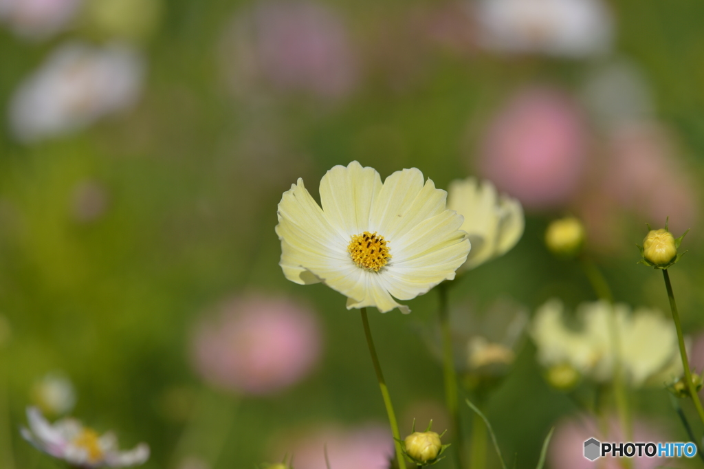 秋桜