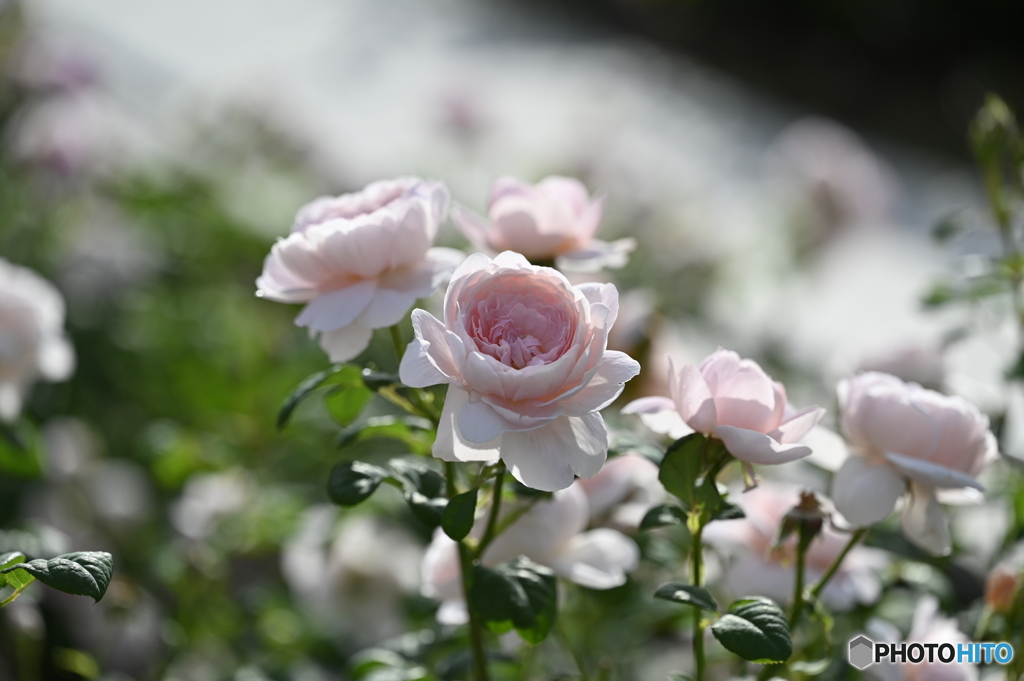 2023薔薇2