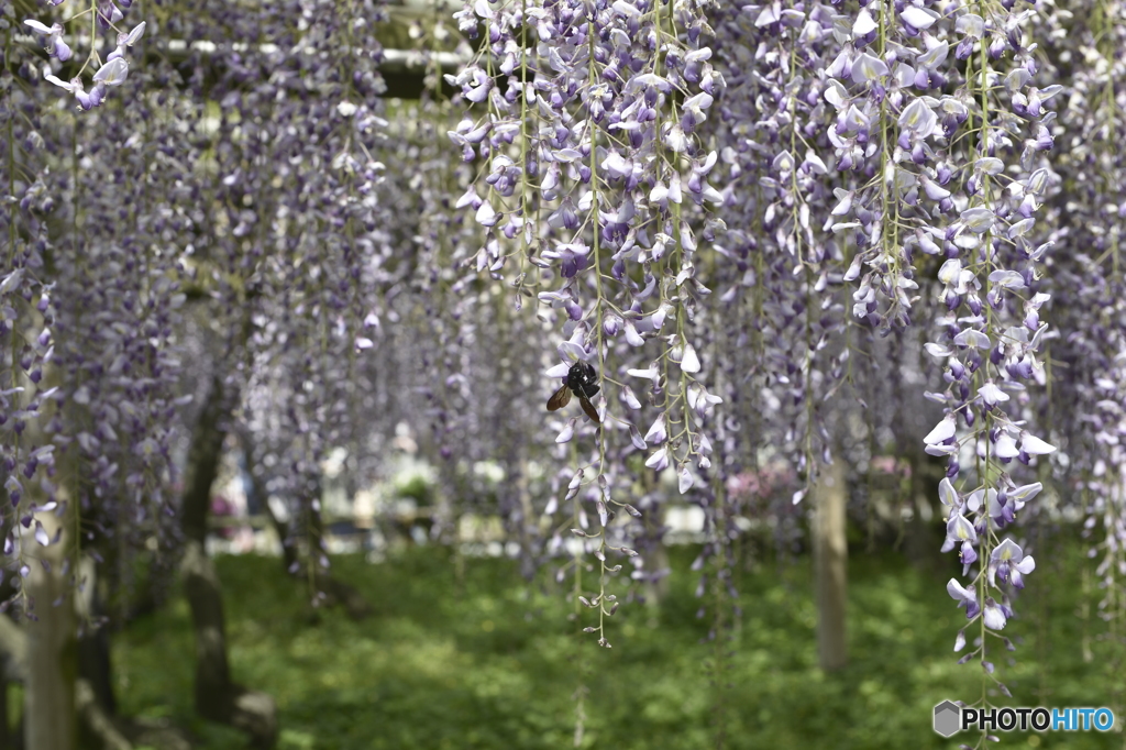 藤の花
