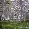 藤の花
