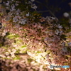 造幣局の桜の通り抜け2