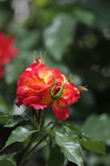 バラと蜂6