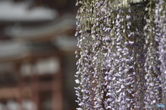 寺院と藤の花