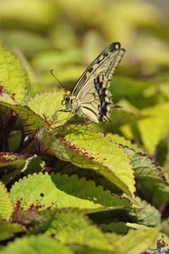 Butterfly1