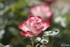 春の薔薇4