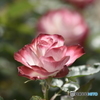 春の薔薇4