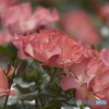 春の薔薇8