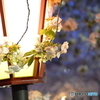造幣局の桜の通り抜け