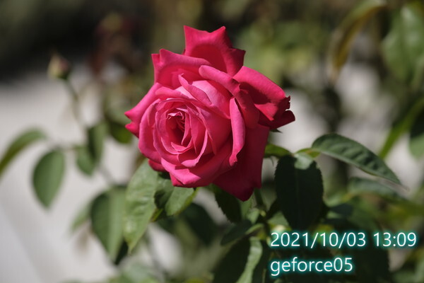 2021年秋バラ2