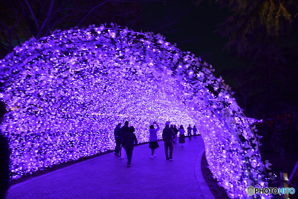 なばなの里の夜景2