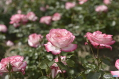 春の薔薇1