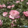 春の薔薇1