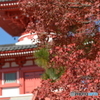 2019大覚寺5
