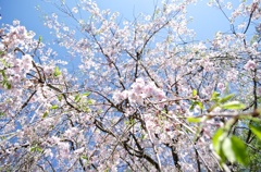 枝垂れ桜も葉桜に