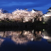 夜桜