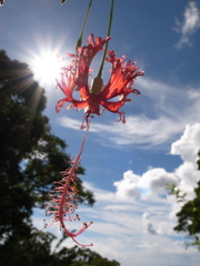 沖縄の花