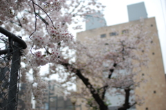 入園の桜