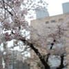 入園の桜