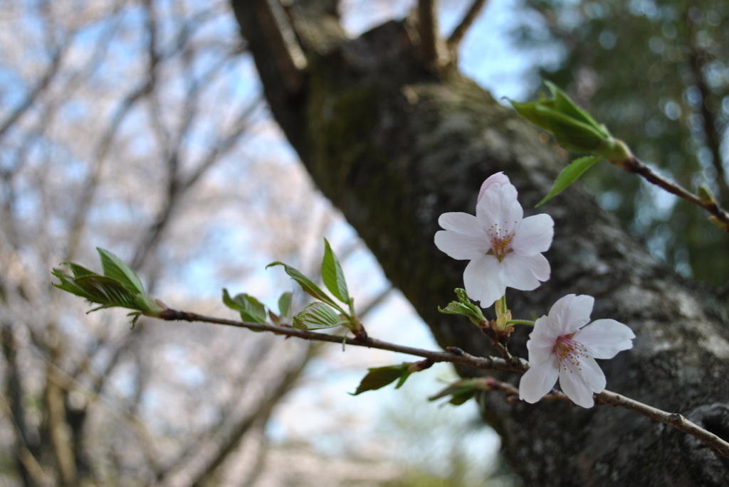 桜