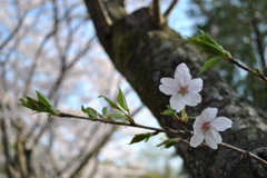 桜