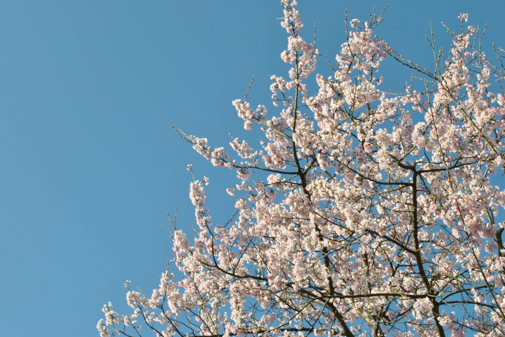桜