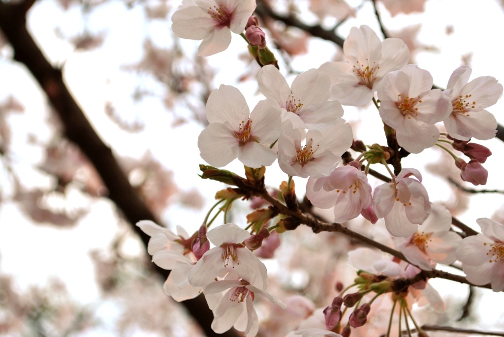 桜