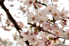 桜