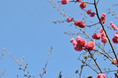 かわいい、これって梅？