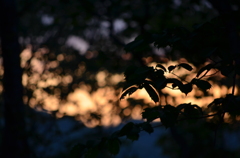 夕焼けの森