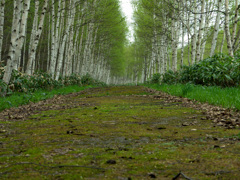 白樺遊歩道