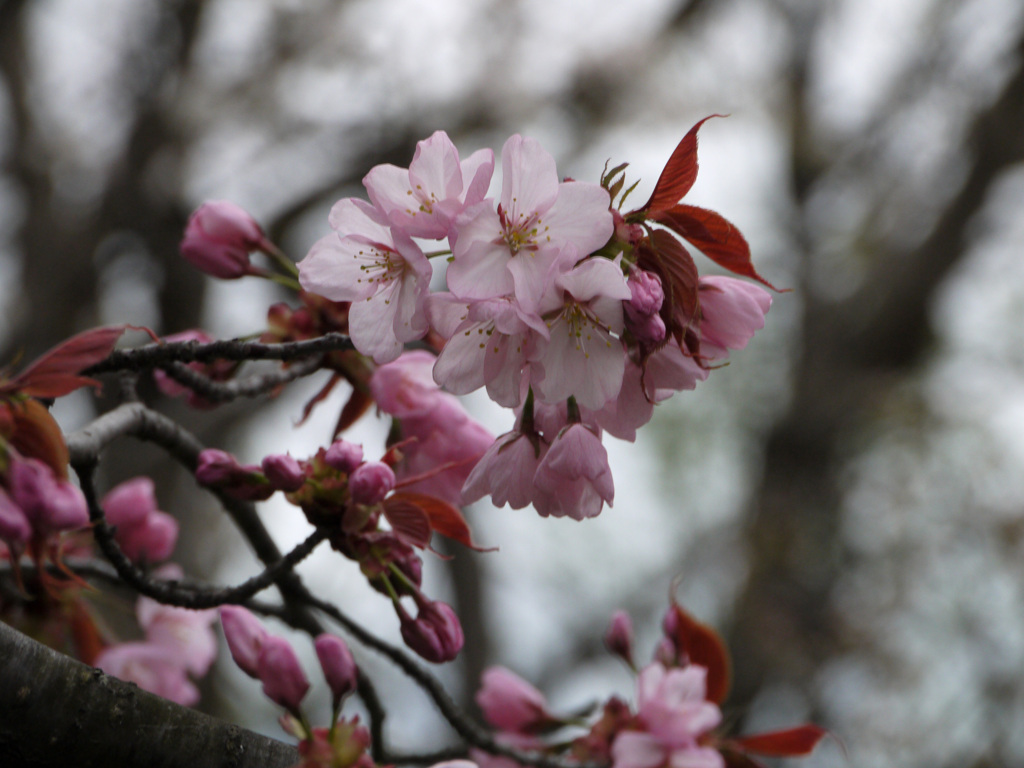 桜 旭川より