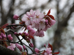 桜 旭川より