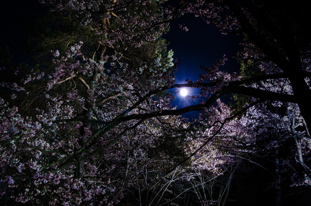 夜桜
